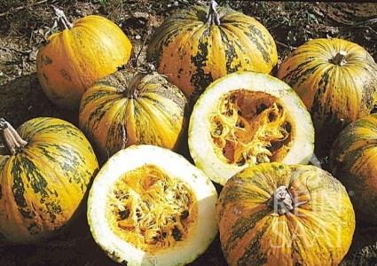 kue030-tekvica sa semienka retzer-gold-2_600